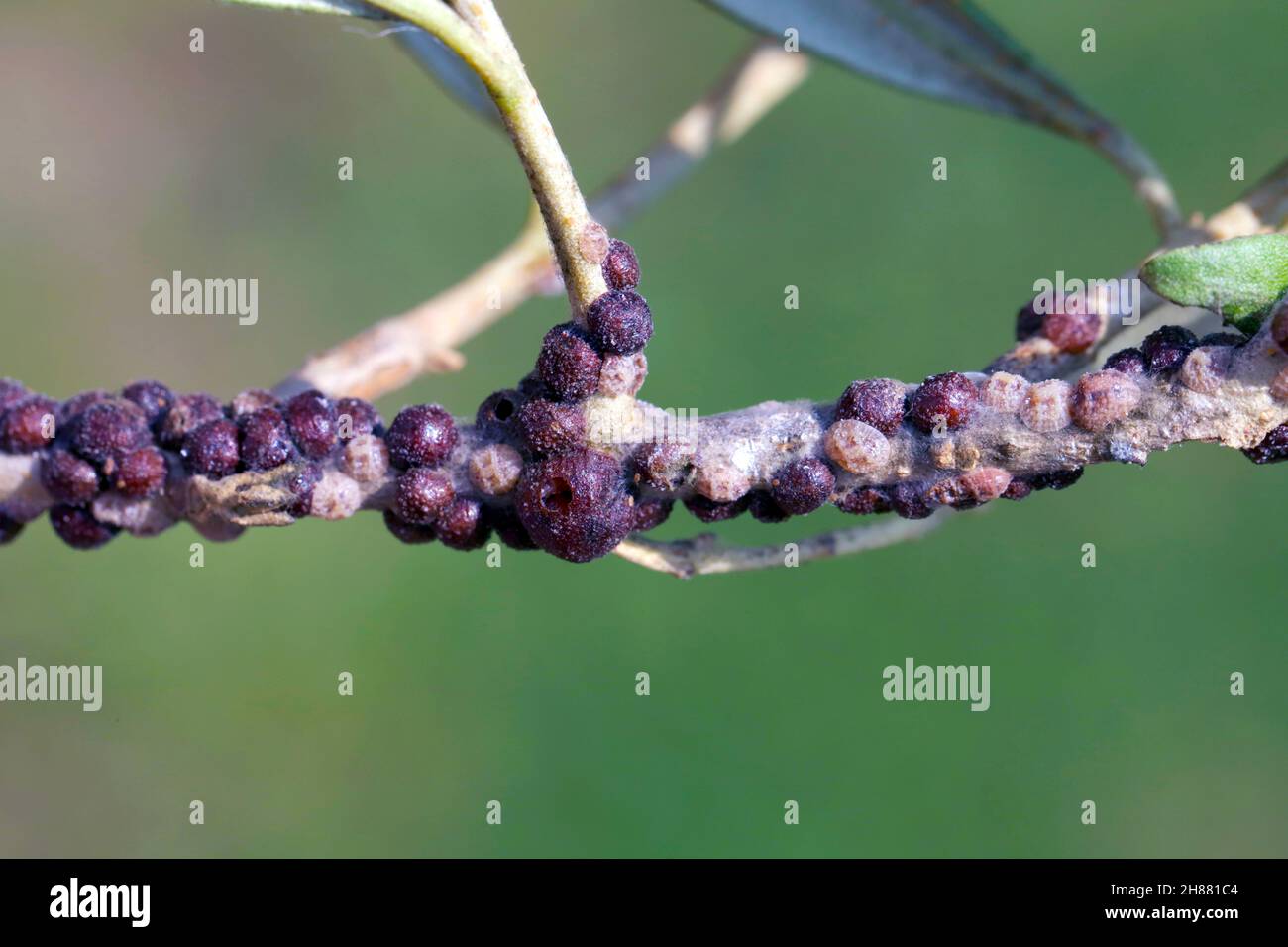 Die schwarze Skala, Saissetia oleae (Hemiptera: Coccidae) auf dem Olivenbaum,  ist ein wichtiger Schdling von Zitrus- und Olivenbumen Stockfotografie -  Alamy