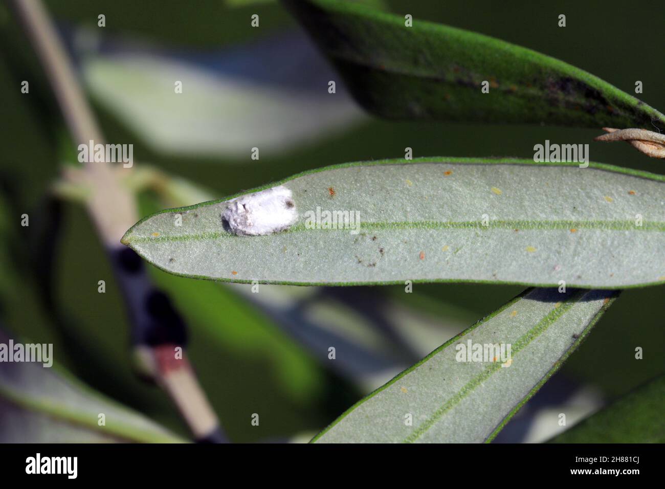 Long-tailed mealybug (Pseudococcus longispinus) auf einer Olive Leaf. Weiße Baumwolle durch das Weibchen abgesondert versteckt die Eier. Stockfoto