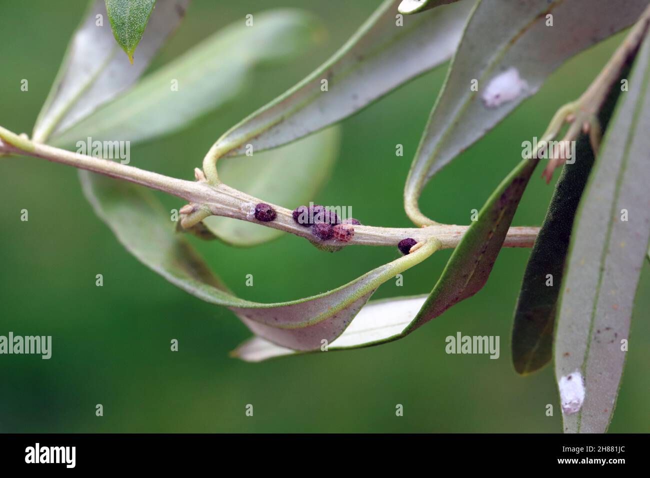 olivenbaum kaufen Olivenbaum / Olea europaea online kaufen main image 1
