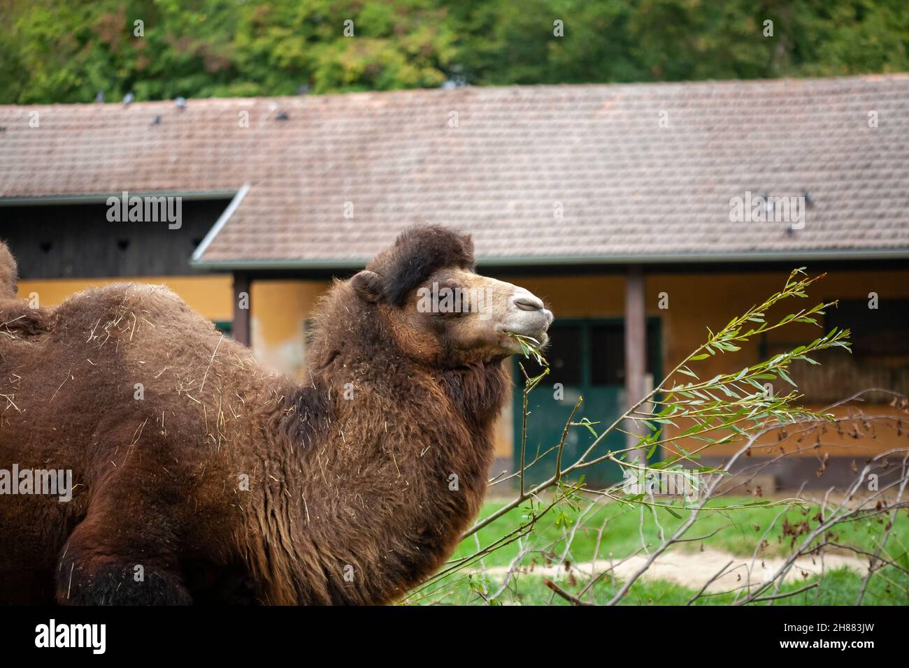 Im Zoo in Gefangenschaft gefangenen Wildtieren. Stockfoto