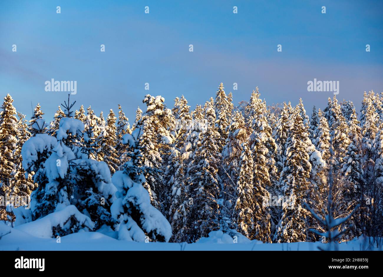Verschneite Fichten im Winter ( picea abies ) , Finnland Stockfoto