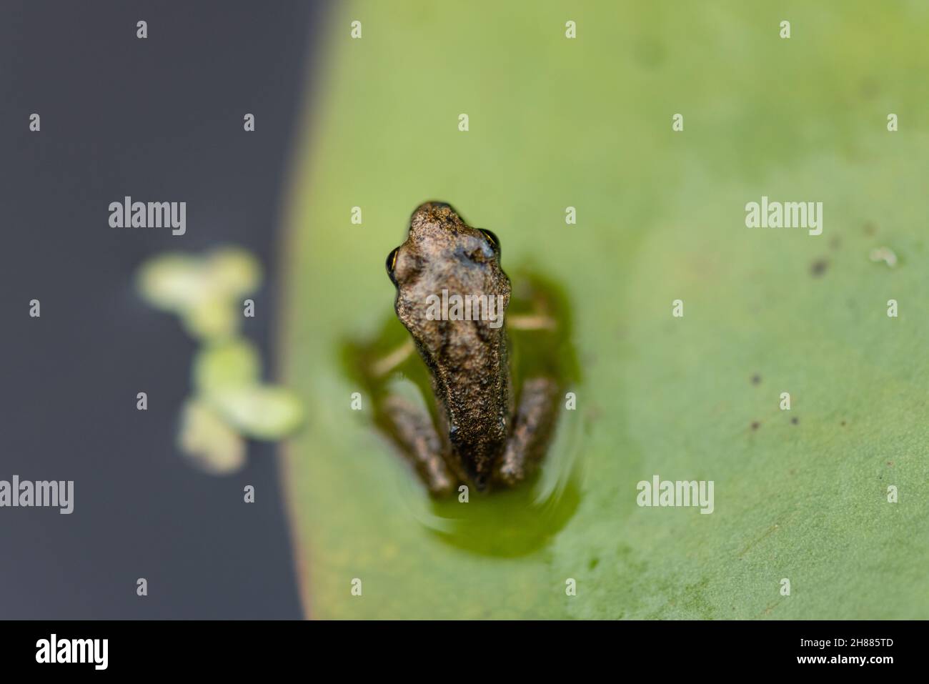 Rana temporaria - Gemeiner Frosch Froglet ii auf Seerosenunterlage, oben geschossen. Juli 2021 Stockfoto