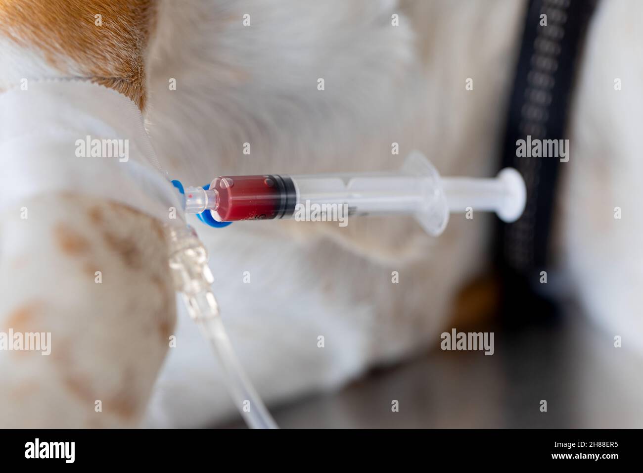 Nahaufnahme eines Hundes mit intravenöser Infusion Stockfoto