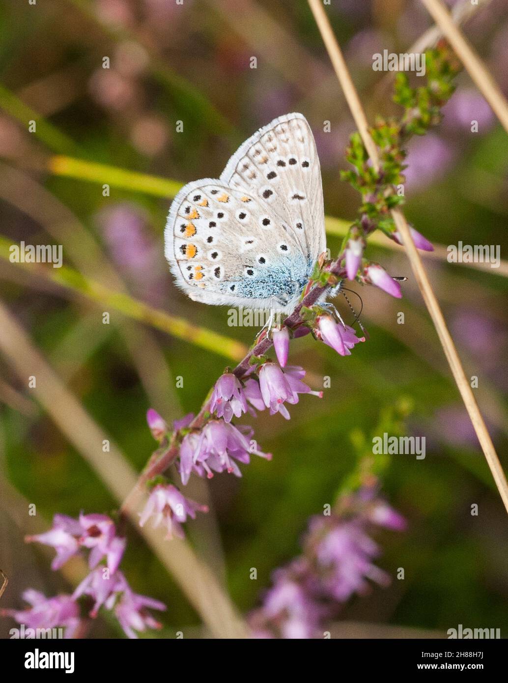 BLAUER POLYOMMATUS-Ikarus-Schmetterling Stockfoto