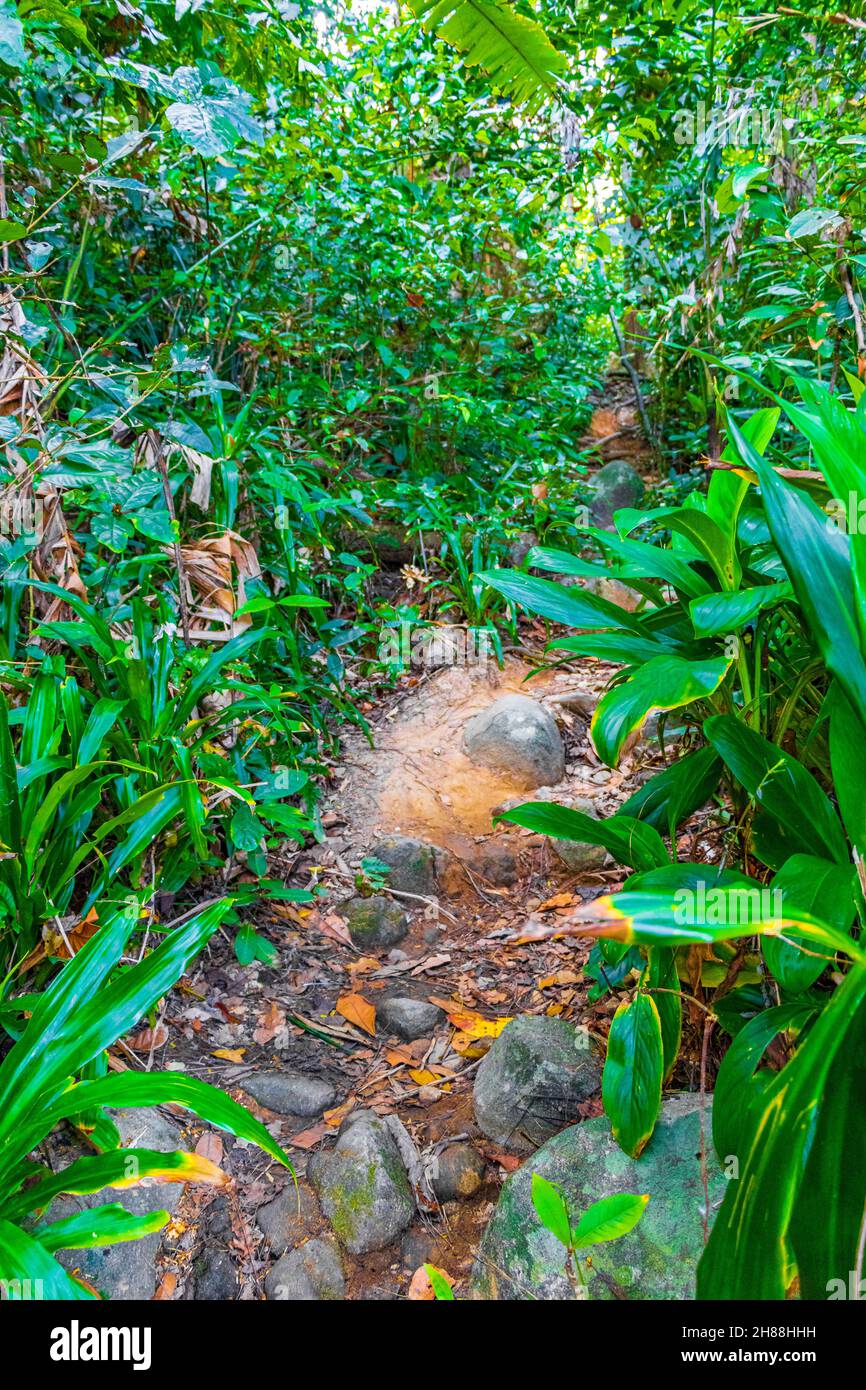 Tropischer Dschungelwald mit Palmen Wanderung Naturlehrpfad und Pfad im Lam ru Lamru Nationalpark in Khao Lak Khuekkhak Takua Pa Phang-nga Thailand. Stockfoto