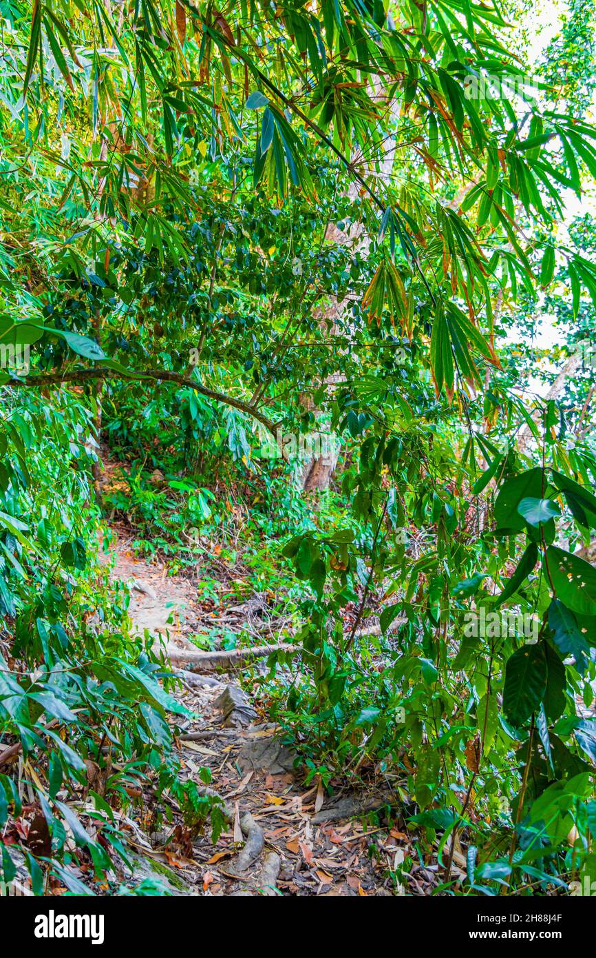 Tropischer Dschungelwald mit Palmen Wanderung Naturlehrpfad und Pfad im Lam ru Lamru Nationalpark in Khao Lak Khuekkhak Takua Pa Phang-nga Thailand. Stockfoto