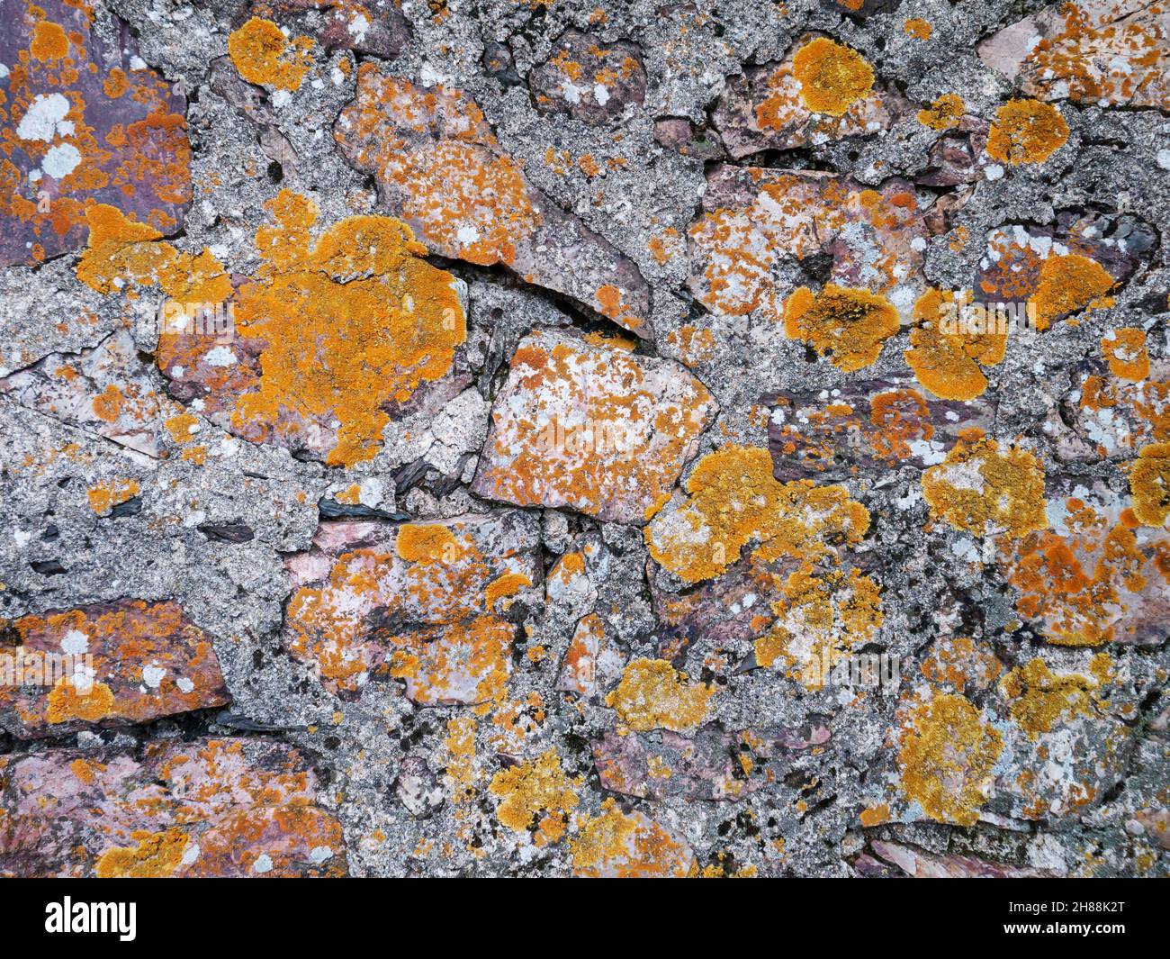 Alte Steinmauer mit gelben, grauen und schwarzen Flechten Hintergrund bedeckt Stockfoto