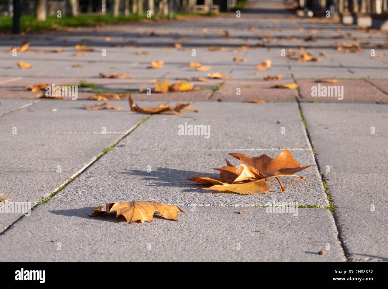 Herbstgelbe Platane gefallene Blätter auf dem Steinpflaster an einem sonnigen Tag. Stockfoto