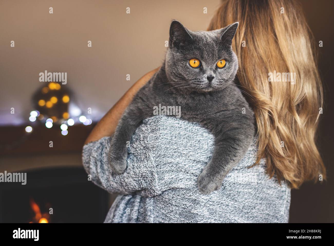 Blonde Frau mit grauer britischer Kurzhaarkatze zu Hause. Freundschaft zwischen Tierbesitzerin und ihrer reinrassigen Katze. Gemeinsam an den weihnachtsferien Stockfoto