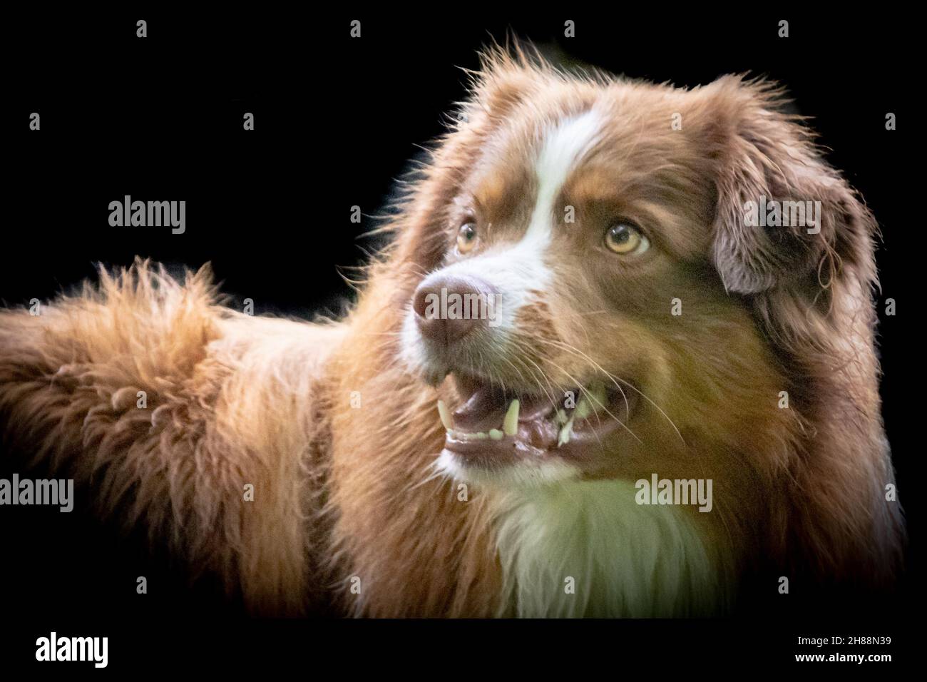 Porträt eines kleinen braunen und weißen Hundes Stockfoto