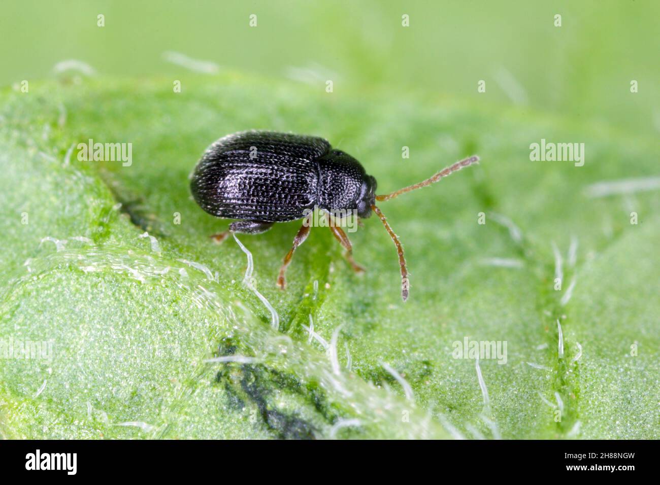 Kartoffelflohkäfer (Gattung Epitrix) - Insekt auf einem Kartoffelblatt. Hohe Vergrößerung. Stockfoto