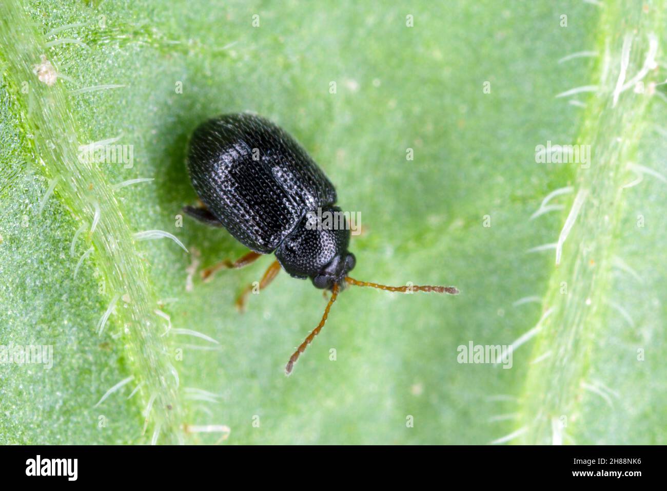 Kartoffelflohkäfer (Gattung Epitrix) - Insekt auf einem Kartoffelblatt. Hohe Vergrößerung. Stockfoto