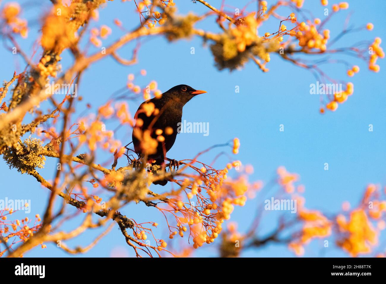 Stirling, Schottland, Großbritannien. 28th. November 2021. Das Wetter in Großbritannien - eine Amsel, umgeben von leckeren orangefarbenen Vogelbeeren, die in der späten Nachmittagssonne in einem Stirling-Garten glühen.Quelle: Kay Roxby/Alamy Live News Stockfoto