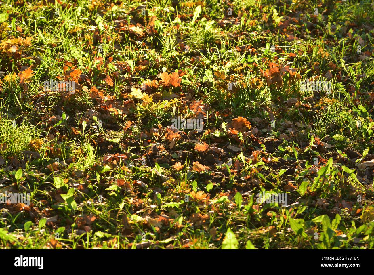 Herbstpark und Rasen an einem sonnigen Tag mit einem Teppich aus abgefallenen farbigen Blättern bedeckt. Herbst. Stockfoto