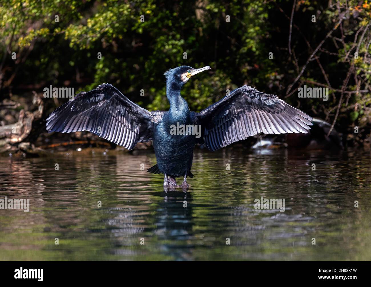 Kormoran (Phalacrocorax carbo) mit ausgestreckten Flügeln, die in der Sonne trocknen, Großbritannien Stockfoto