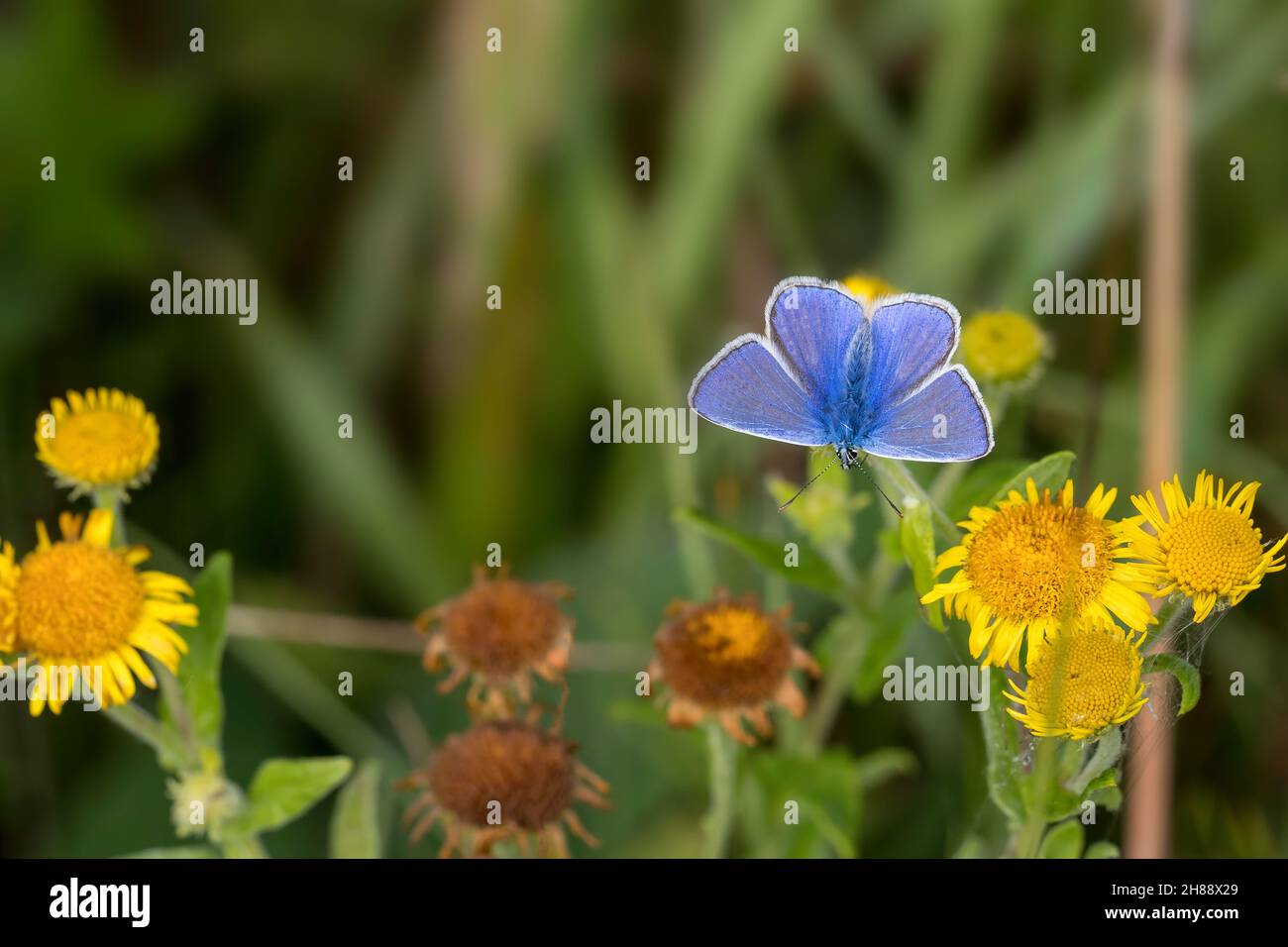 Gewöhnlicher Blauer Schmetterling, auf gelben Dandelionblüten Stockfoto