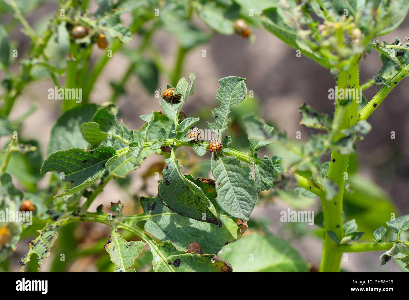 Kartoffelanbau, der durch Larven und Käfer des Kartoffelkäfers von Colorado (Leptinotarsa decemlineata), auch bekannt als zehnsäuriger Kartoffelkäfer, zerstört wird. Stockfoto