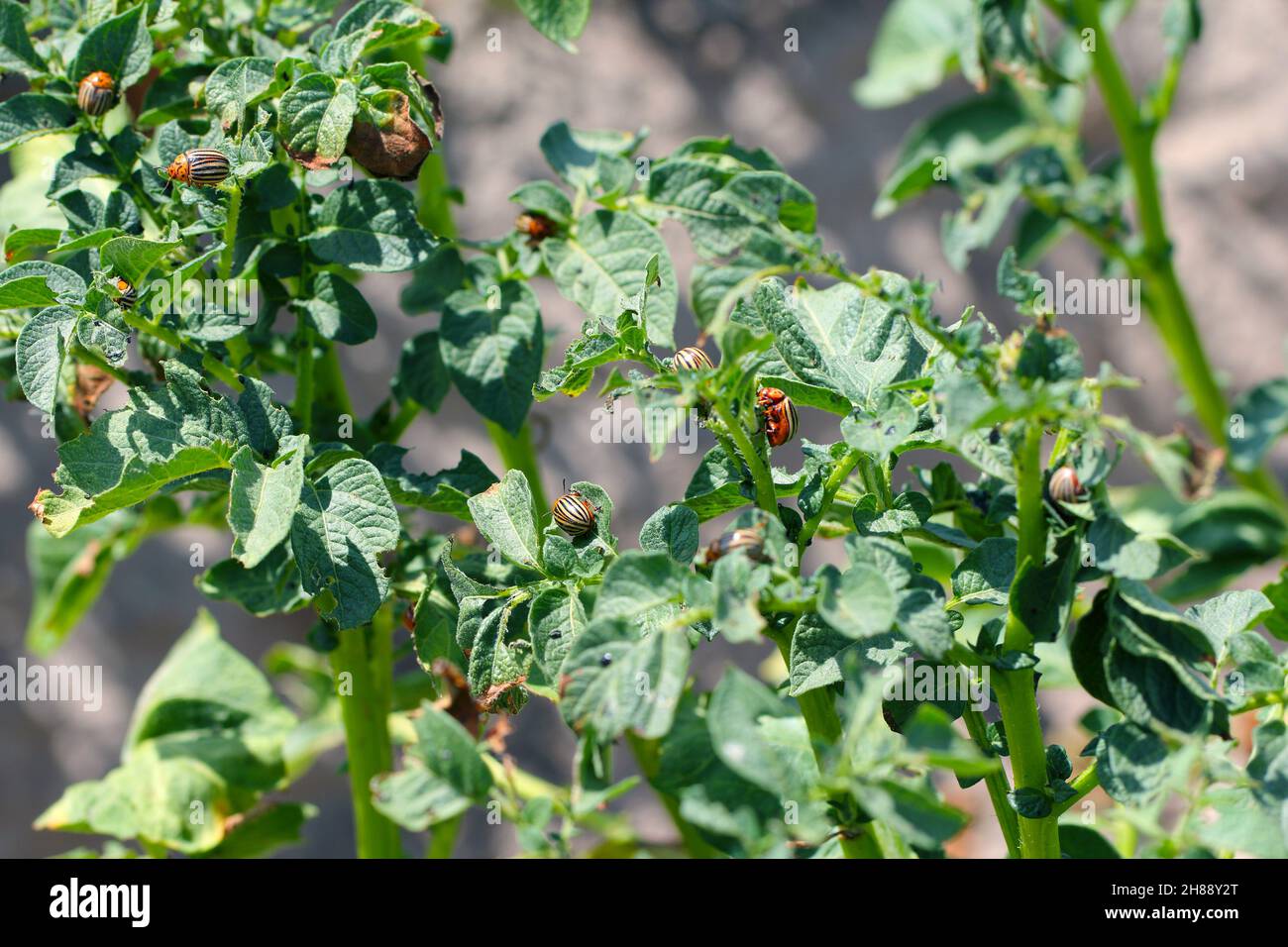 Kartoffelanbau, der durch Larven und Käfer des Kartoffelkäfers von Colorado (Leptinotarsa decemlineata), auch bekannt als zehnsäuriger Kartoffelkäfer, zerstört wird. Stockfoto