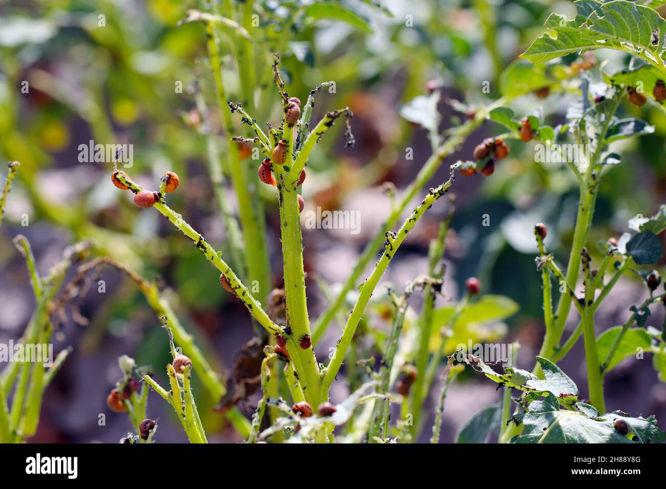 Kartoffelanbau, der durch Larven und Käfer des Kartoffelkäfers von Colorado (Leptinotarsa decemlineata), auch bekannt als zehnsäuriger Kartoffelkäfer, zerstört wird. Stockfoto