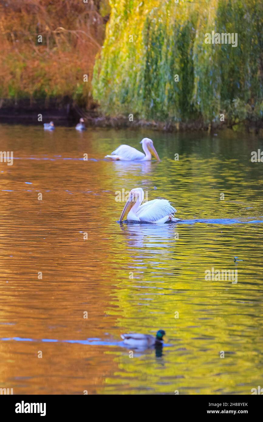 London, Großbritannien, 28th. November 2021. Die Pelikane im St James' Park schwimmen im Teich, wobei sich die wunderschönen Herbstfarben im Wasser spiegeln. Nach Tagen des Regens und des stürmischen Wetters sieht London einen Tag mit schönem, klaren blauen Himmel und Sonnenschein, aber mit kälteren Temperaturen. Stockfoto