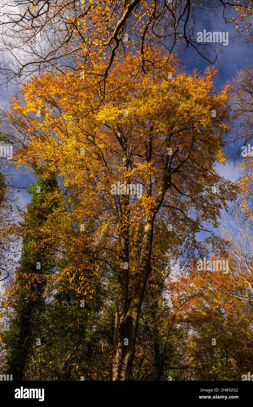 Bäume in Herbstfarben, Unechte, Nordwales Stockfoto