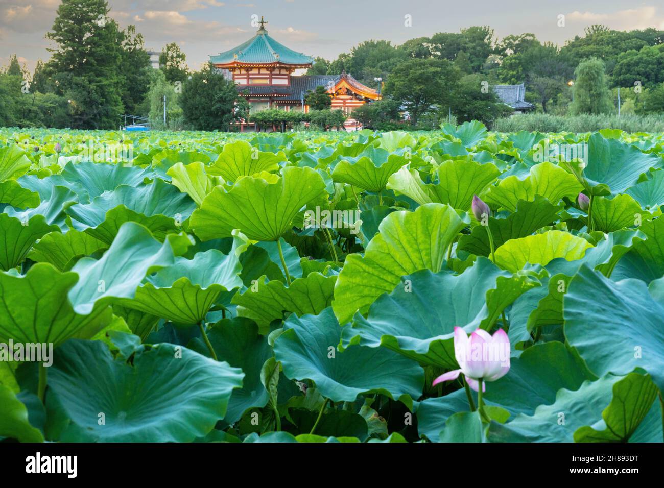 Blühende Lotuspflanzen auf dem Shinobzu Teich und dem Benten Tempel im Ueno Park, Tokio, Japan. Stockfoto