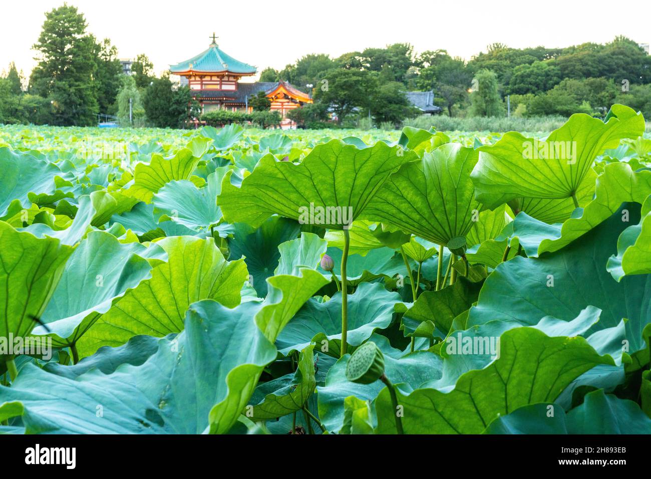 Blühende Lotuspflanzen auf dem Shinobzu Teich und dem Benten Tempel im Ueno Park, Tokio, Japan. Stockfoto