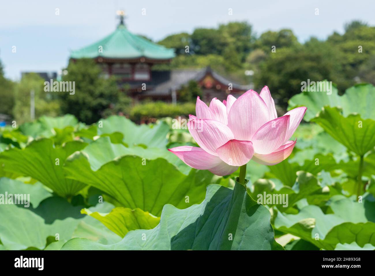 Blühende Lotuspflanzen auf dem Shinobzu Teich und dem Benten Tempel im Ueno Park, Tokio, Japan. Stockfoto