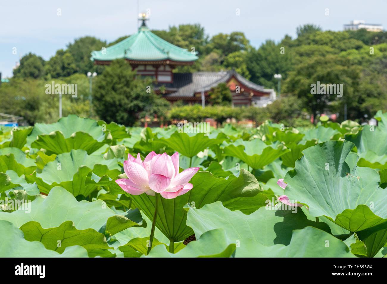Blühende Lotuspflanzen auf dem Shinobzu Teich und dem Benten Tempel im Ueno Park, Tokio, Japan. Stockfoto