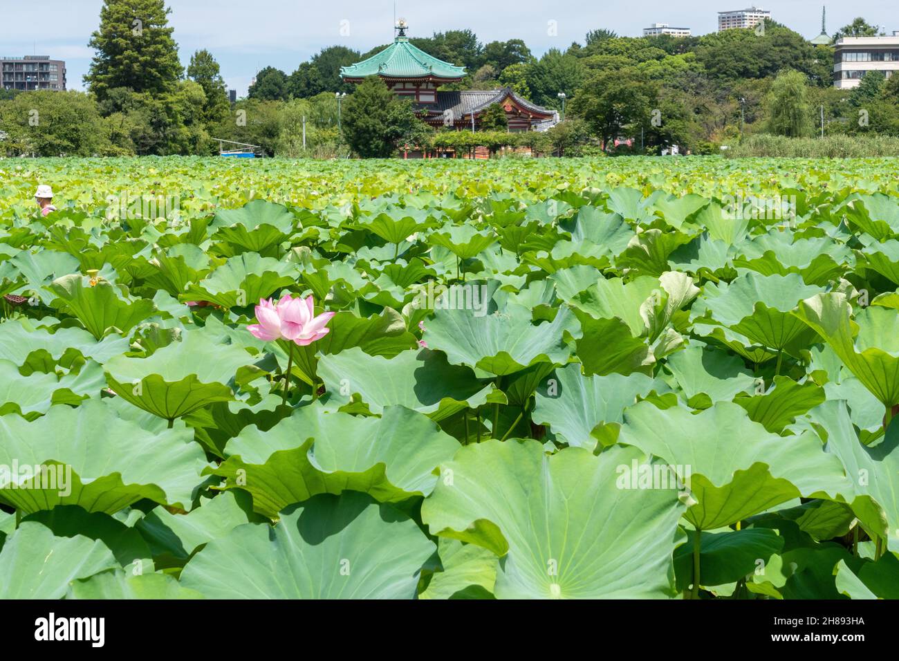 Blühende Lotuspflanzen auf dem Shinobzu Teich und dem Benten Tempel im Ueno Park, Tokio, Japan. Stockfoto