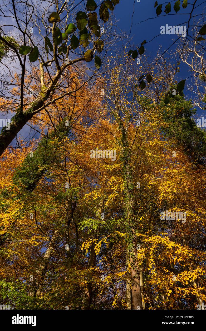 Bäume in Herbstfarben, Unechte, Nordwales Stockfoto