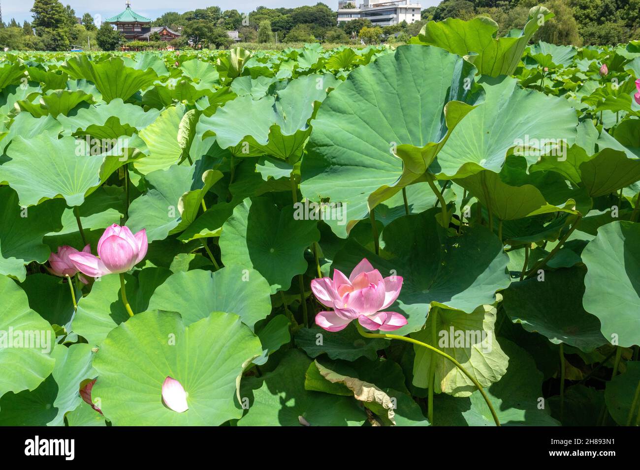 Blühende Lotuspflanzen auf dem Shinobzu Teich und dem Benten Tempel im Ueno Park, Tokio, Japan. Stockfoto