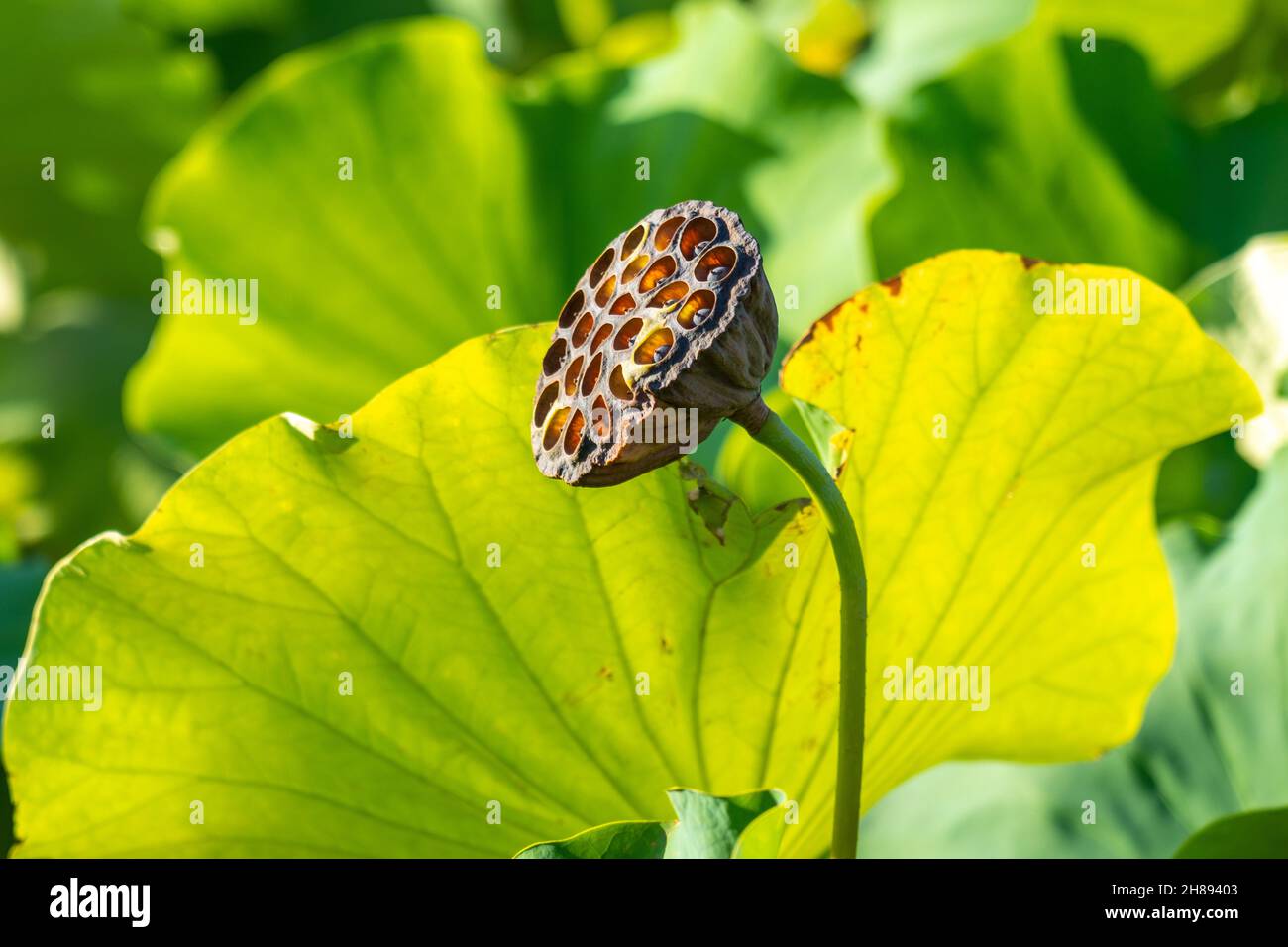 Der Samenkopf einer heiligen Lotuspflanze, die in der Sommersonne am Shinobazu Teich im Ueno Park, Tokio, Japan, trocknet. Stockfoto