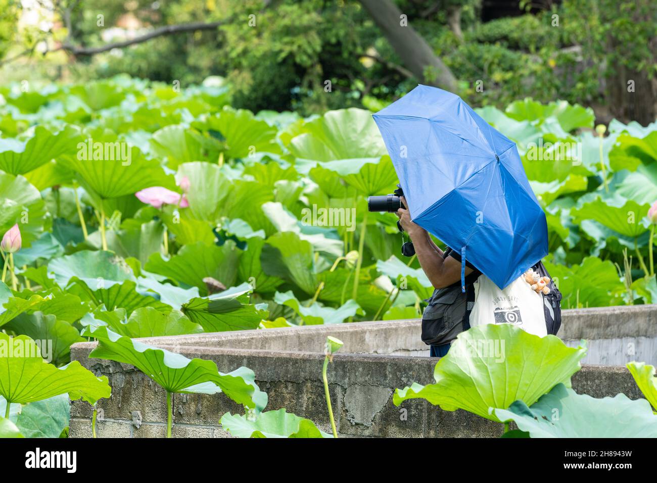 Ein japanischer Fotograf fotografiert rosa blühende heilige Lotuspflanzen am Shinobzu Pond im Ueno Park, Tokio, Japan. Stockfoto