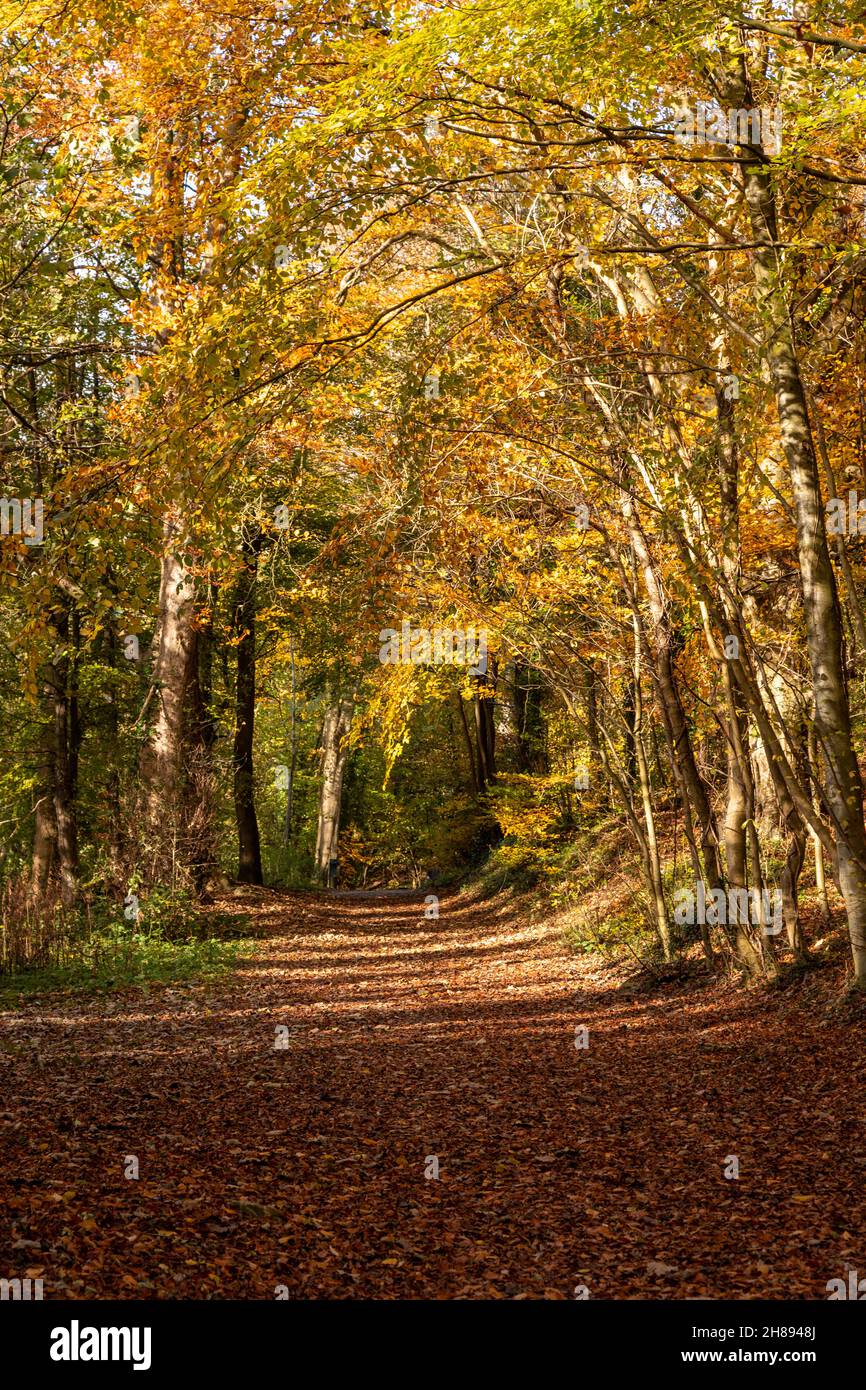Bäume in Herbstfarben, Unechte, Nordwales Stockfoto