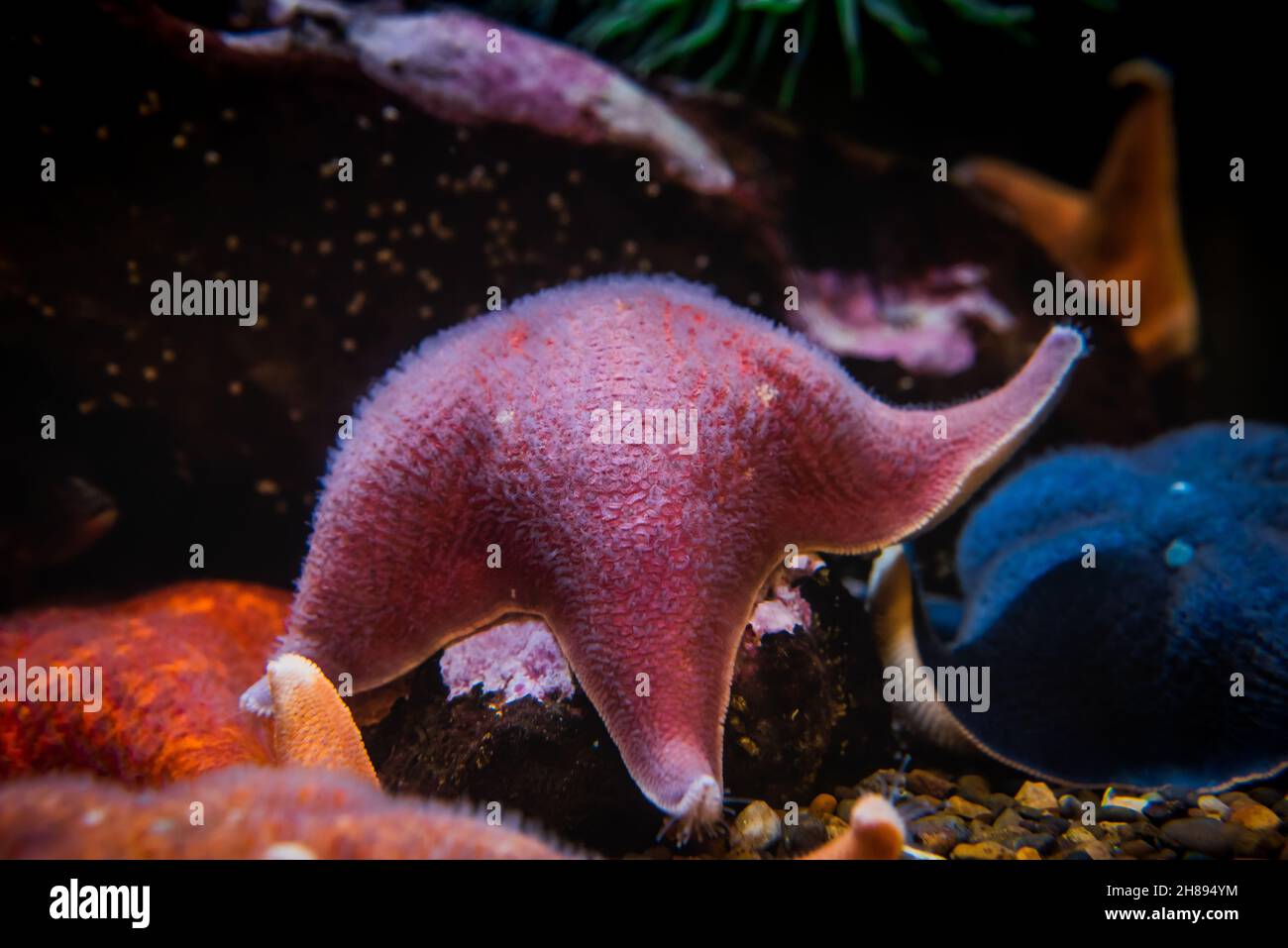 Patiria miniata oder Fledermausstern Stockfoto