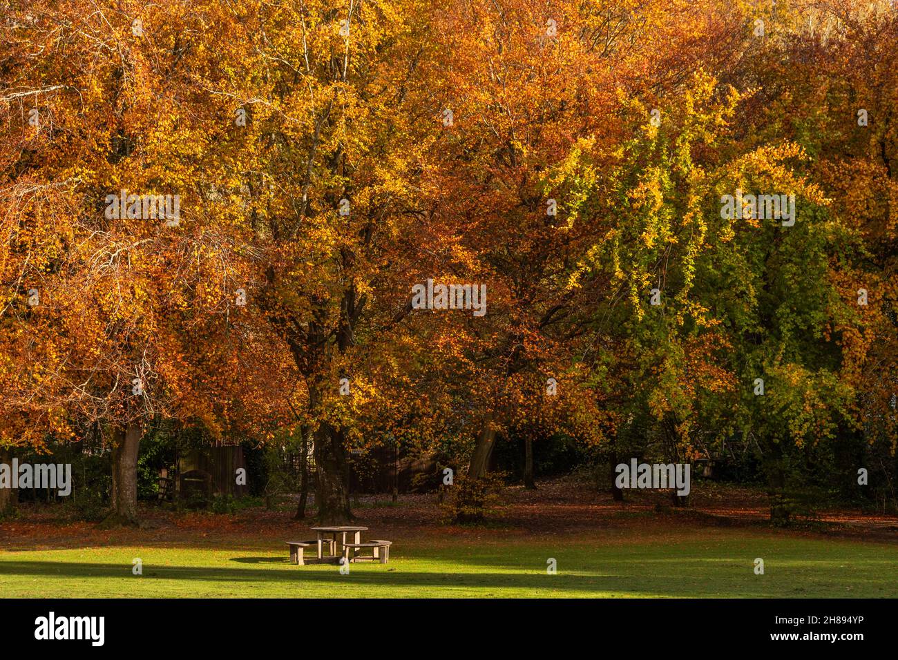 Bäume in Herbstfarben, Unechte, Nordwales Stockfoto