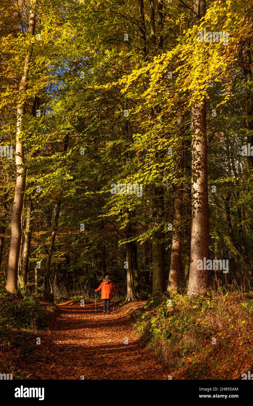 Bäume in Herbstfarben, Unechte, Nordwales Stockfoto