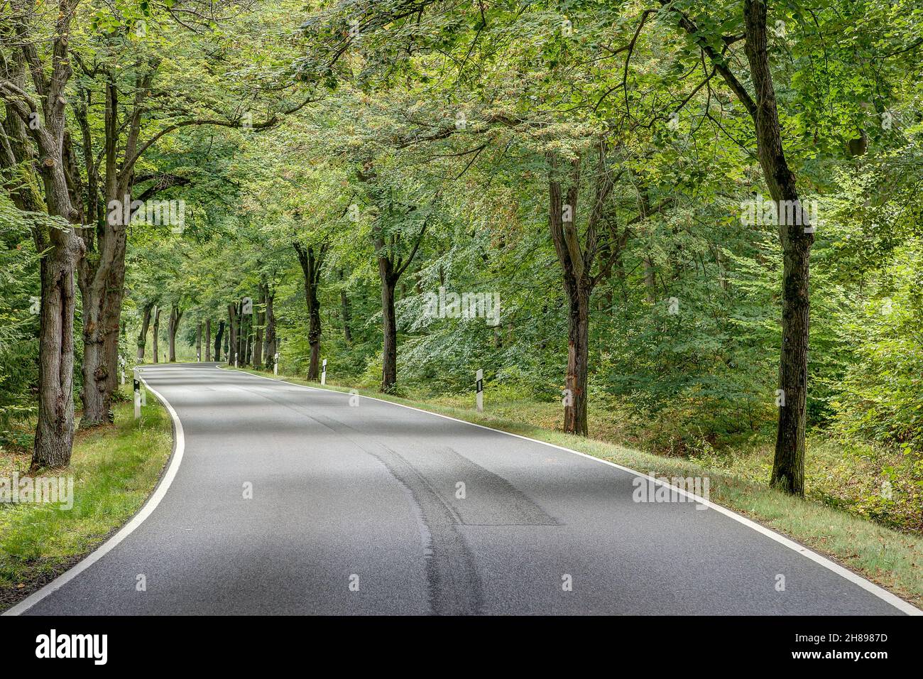 Mit sanften Kurven schlängelt sich die kleine Landstraße durch eine wunderschöne, von Bäumen gesäumte Allee. Stockfoto