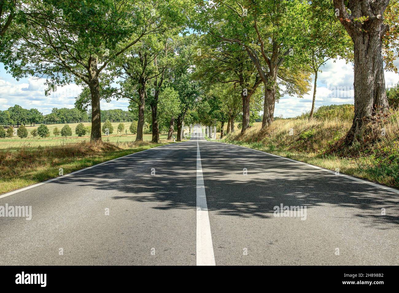 Endlose Straße zwischen den Bäumen. Solche schönen Baumalleen finden sich auch heute noch in Ostdeutschland. Stockfoto