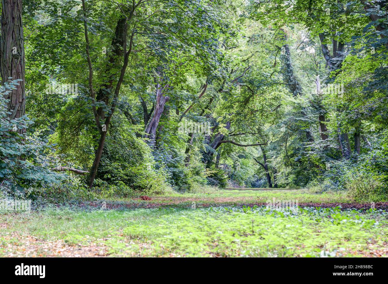 Wunderschöner Waldweg durch alte Bäume. Hier herrscht Ruhe und die alten, knarrigen Bäume strahlen eine besondere Atmosphäre aus. Stockfoto