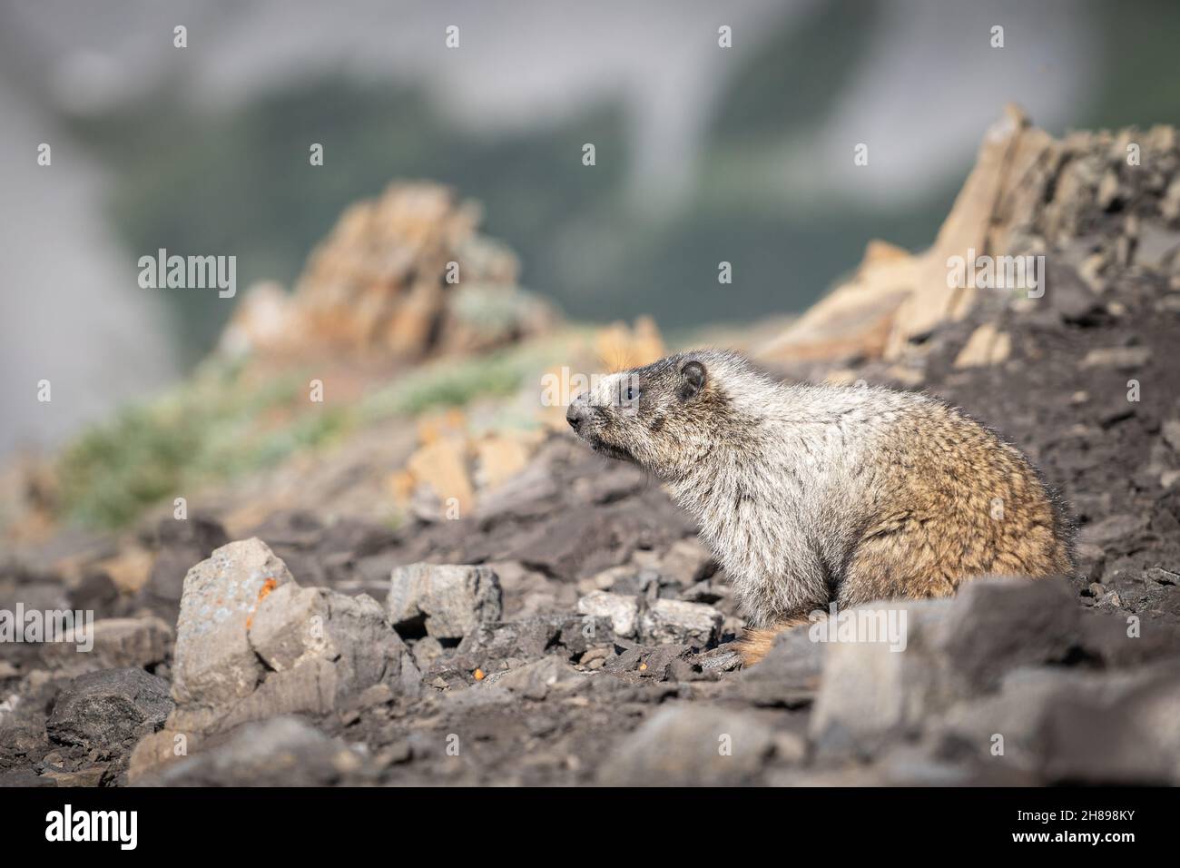 Neugieriger Murmeltier, der nach etwas zu essen sucht, kanadische Rockies, Kanada Stockfoto