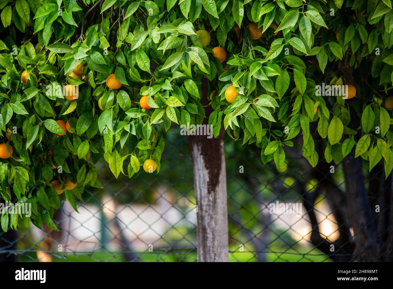 Früchte und Blätter eines Orangenbaums Stockfoto