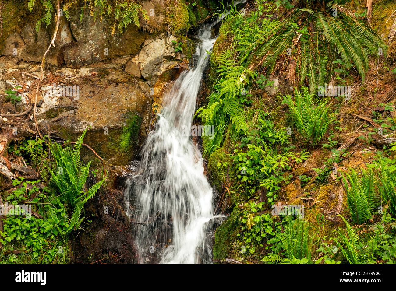 WA19819-00...WASHINGTON - kleine Kaskade/Wasserfall überquert auf dem Roaring Creek Creek Trail. Stockfoto