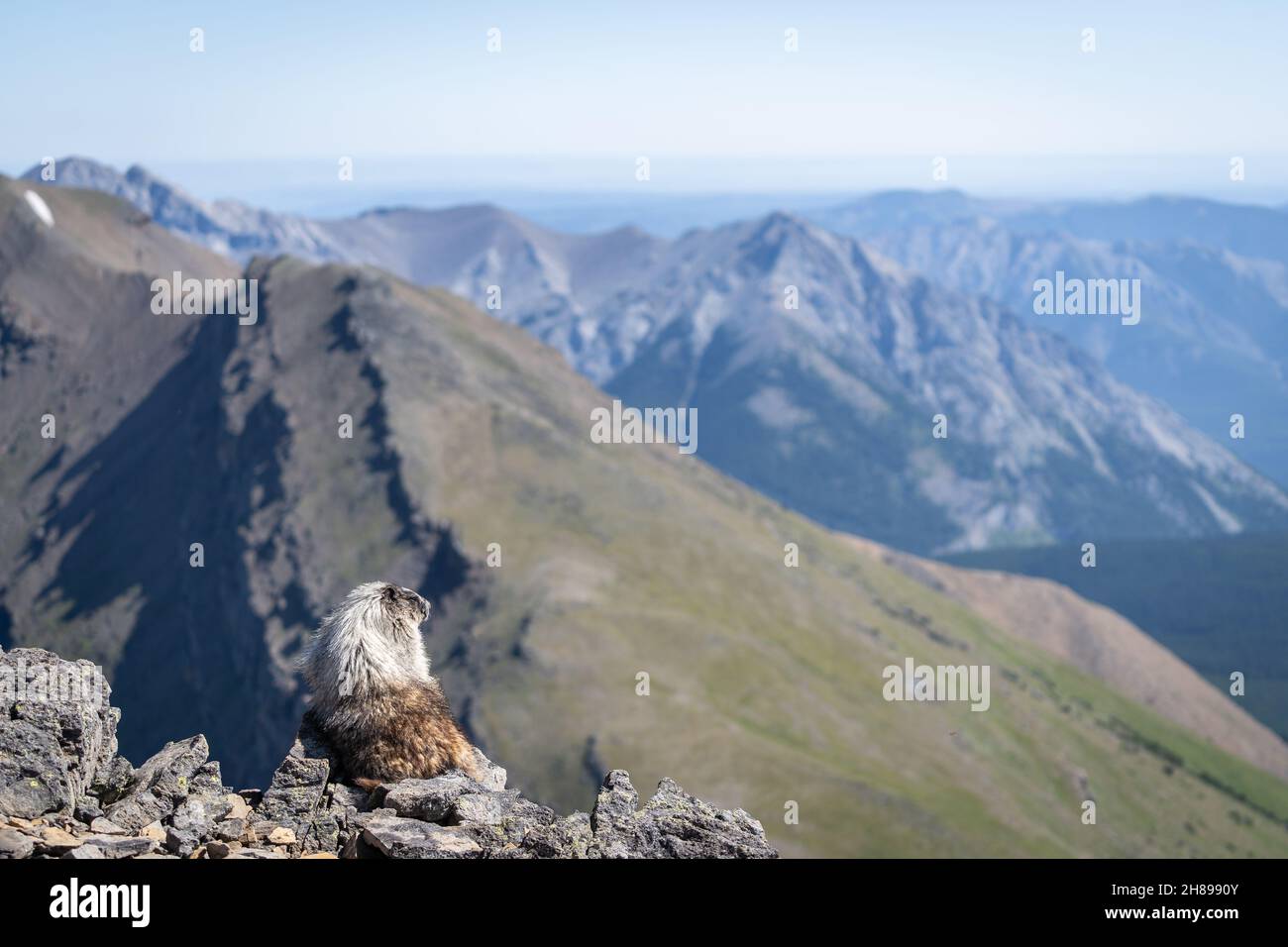 Neugieriges Murmeltier, das die Aussicht auf den Berg in den kanadischen Rockies genießt Stockfoto