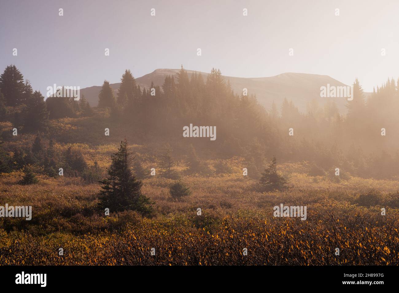 Sonnenschein mit Kiefernwald in nebliger Herbstsaison am Morgen Stockfoto