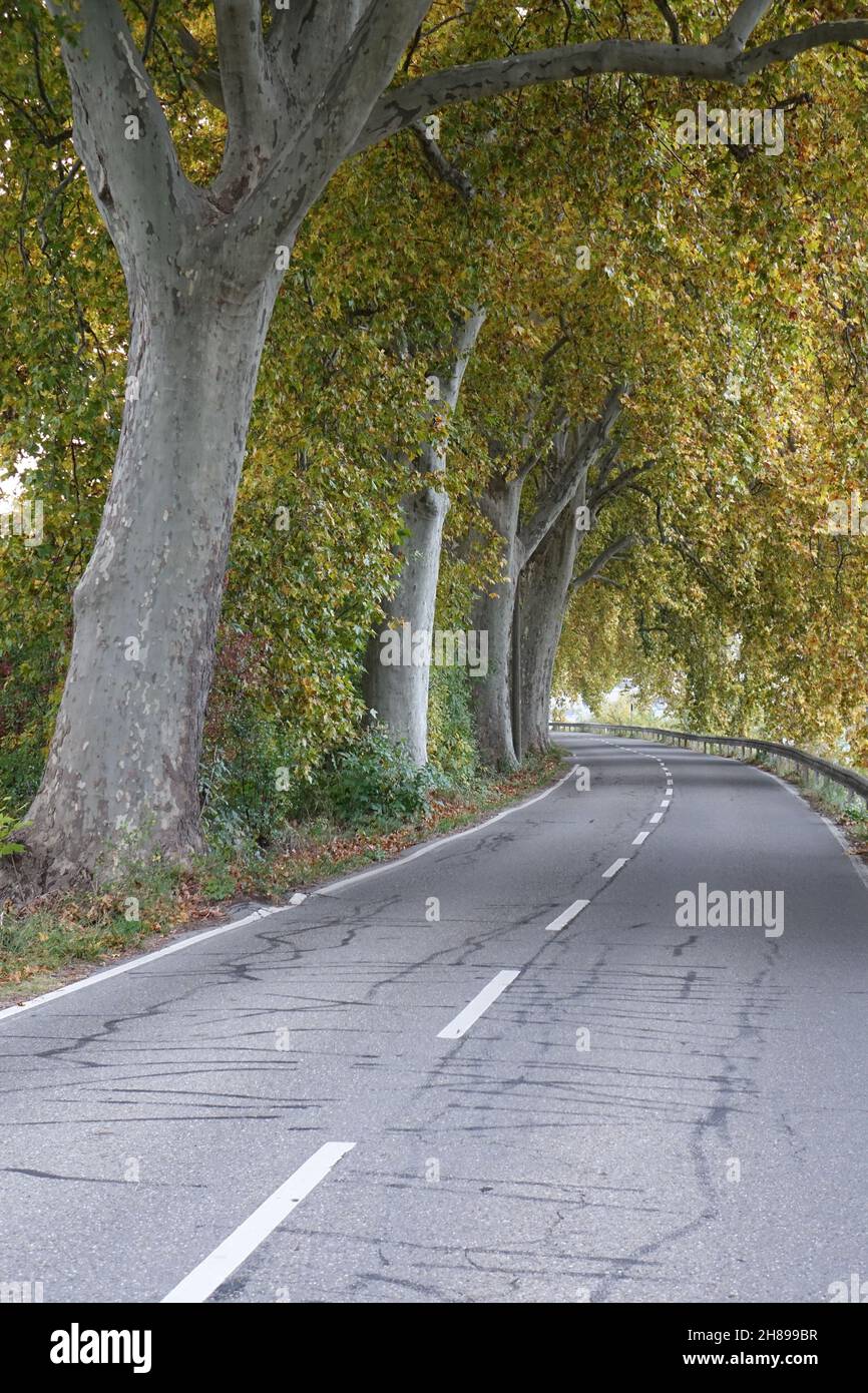 Tunnel wie Ahornallee im Herbst, Altrip, Rheinland-Pfalz, Deutschland Stockfoto