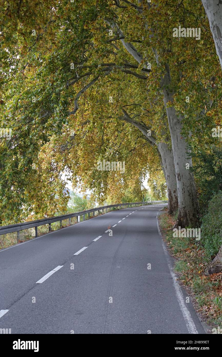 Tunnel wie Ahornallee im Herbst, Altrip, Rheinland-Pfalz, Deutschland Stockfoto