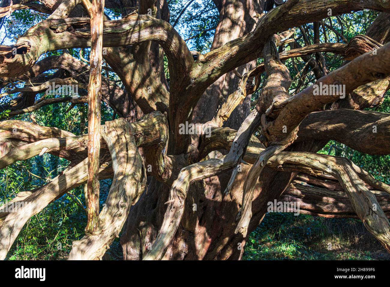 Ein alter Eibenbaum im Kingley Vale Nature Reserve, West Sussex, England. Stockfoto