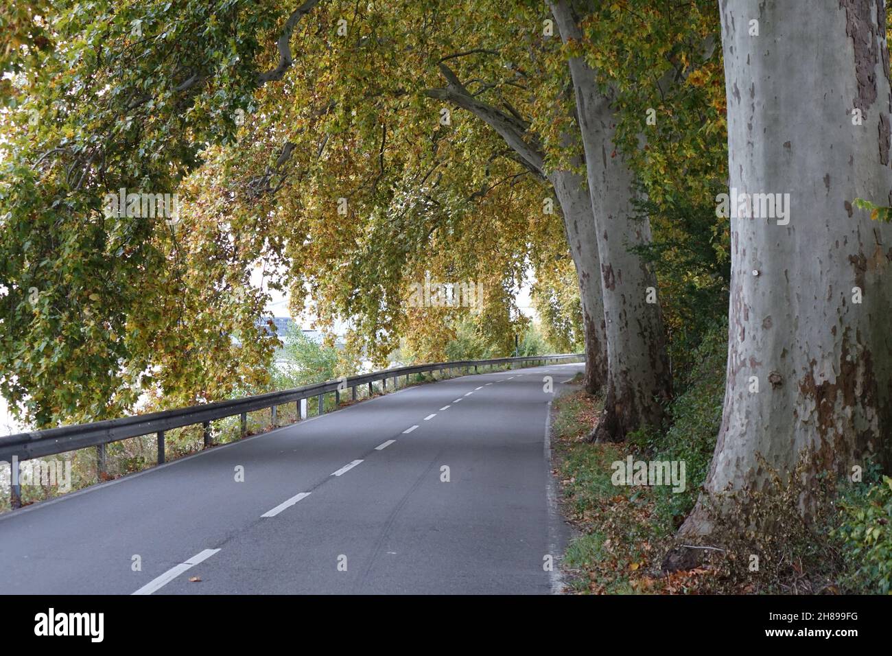 Tunnel wie Ahornallee im Herbst, Altrip, Rheinland-Pfalz, Deutschland Stockfoto